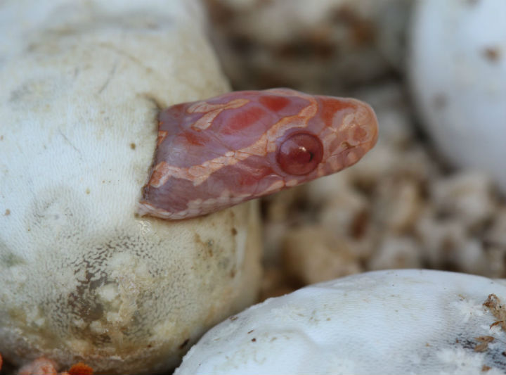 Okeetee Corn Snake